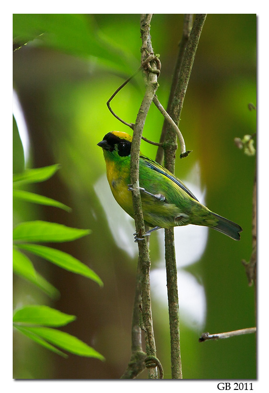 GREEN AND GOLD TANAGER